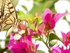 jardins-com-flores-e-borboleta-1