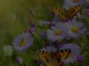 jardins-com-flores-e-borboleta-10