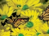 jardins-com-flores-e-borboleta-15