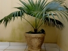 palmeira-de-vaso-10