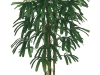 palmeira-de-vaso-12
