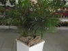 palmeira-de-vaso-2