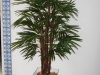 palmeira-de-vaso-9