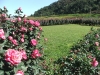 rosas-para-jardins-11