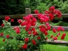 rosas-para-jardins-3