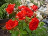 rosas-para-jardins-4