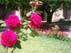 rosas-para-jardins-6