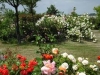 rosas-para-jardins-8