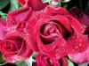 rosas-para-jardins-9