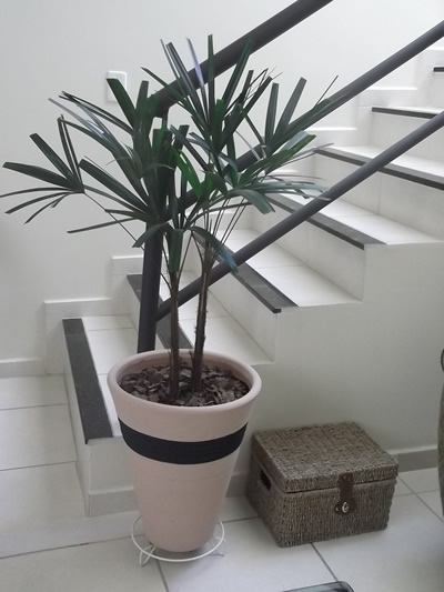 Coqueiro para Decorar Sala – Decoração