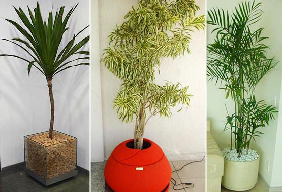 Coqueiro para Decorar Sala – Decoração