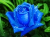 decoracao-de-jardim-com-rosa-azul-10