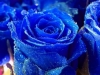 decoracao-de-jardim-com-rosa-azul-11
