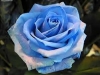 decoracao-de-jardim-com-rosa-azul-12