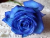 decoracao-de-jardim-com-rosa-azul-13
