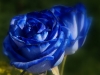 decoracao-de-jardim-com-rosa-azul-14