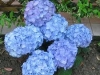 decoracao-de-jardim-com-rosa-azul-5
