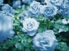 decoracao-de-jardim-com-rosa-azul-9