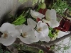jardim-com-orquideas-1