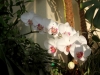 jardim-com-orquideas-12