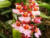 jardim-com-orquideas-2
