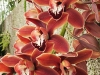 jardim-com-orquideas-3