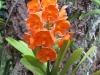 jardim-com-orquideas-5