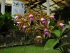 jardim-com-orquideas-6