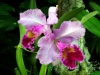 jardim-com-orquideas-7