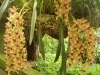 jardim-com-orquideas-8