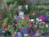 jardins-com-flores-coloridas-10