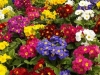 jardins-com-flores-coloridas-11