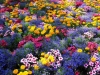 jardins-com-flores-coloridas-12