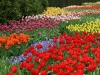jardins-com-flores-coloridas-14