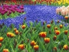 jardins-com-flores-coloridas-15