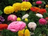 jardins-com-flores-coloridas-3