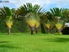 jardins-com-palmeiras-12