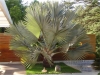 jardins-com-palmeiras-14