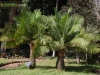jardins-com-palmeiras-2