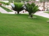 jardins-com-palmeiras-9