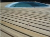 pinus-6